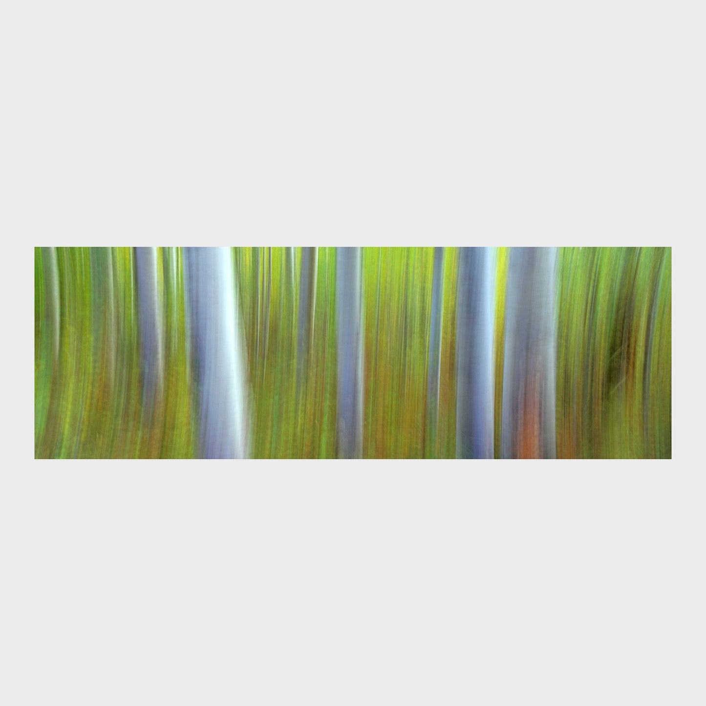 Aspen Impressions, Kananaskis Country, Alberta, Canada, Beautiful Wall Art, Fine Art Print