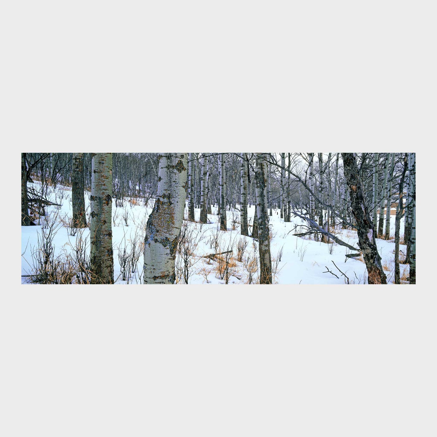 Aspens In Snow, Saskatchewan, Canada, Forest, Beautiful Wall Art, Fine Art Print