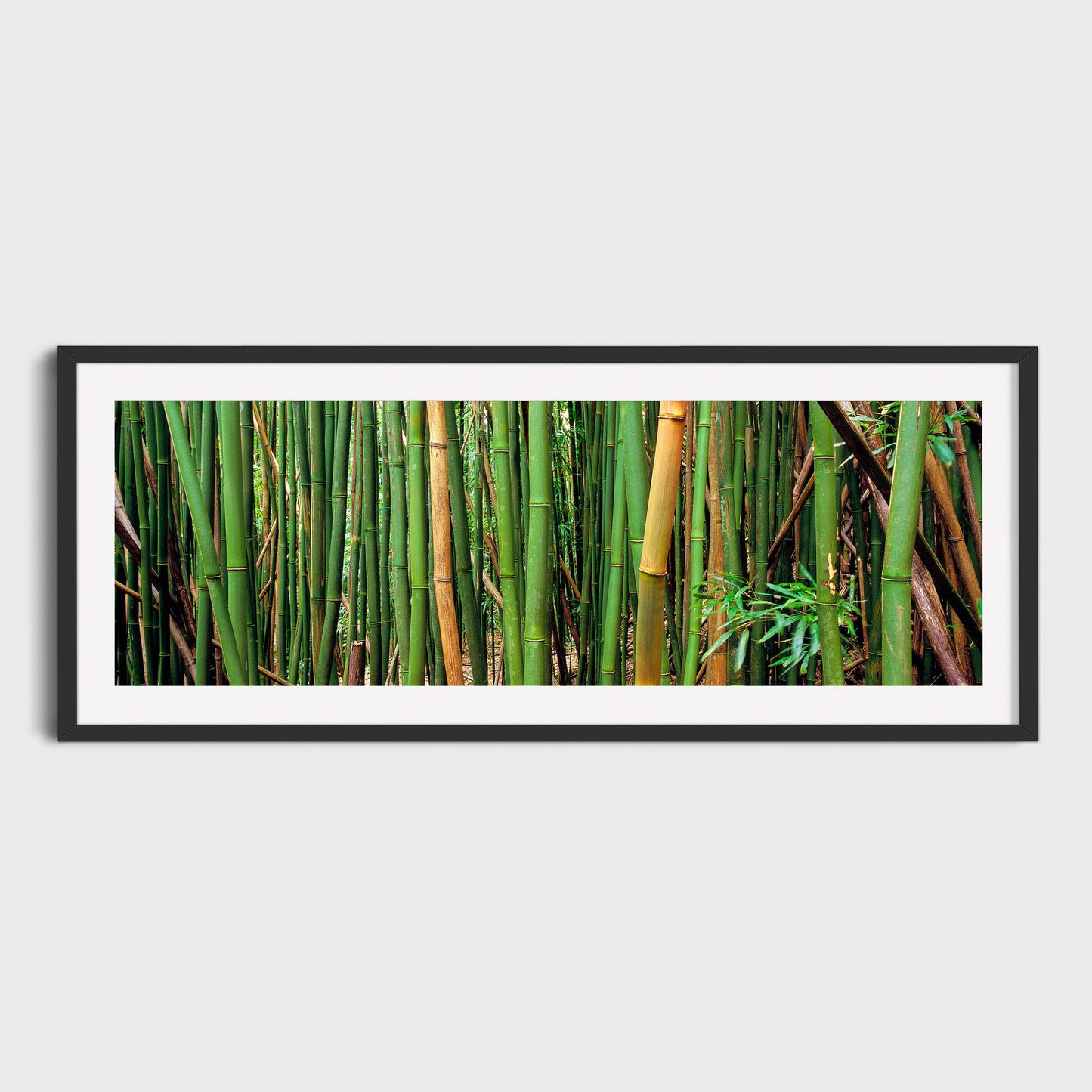 Bamboo Forest, Oahu, Hawaii, USA, Fine Art Landscape Photography