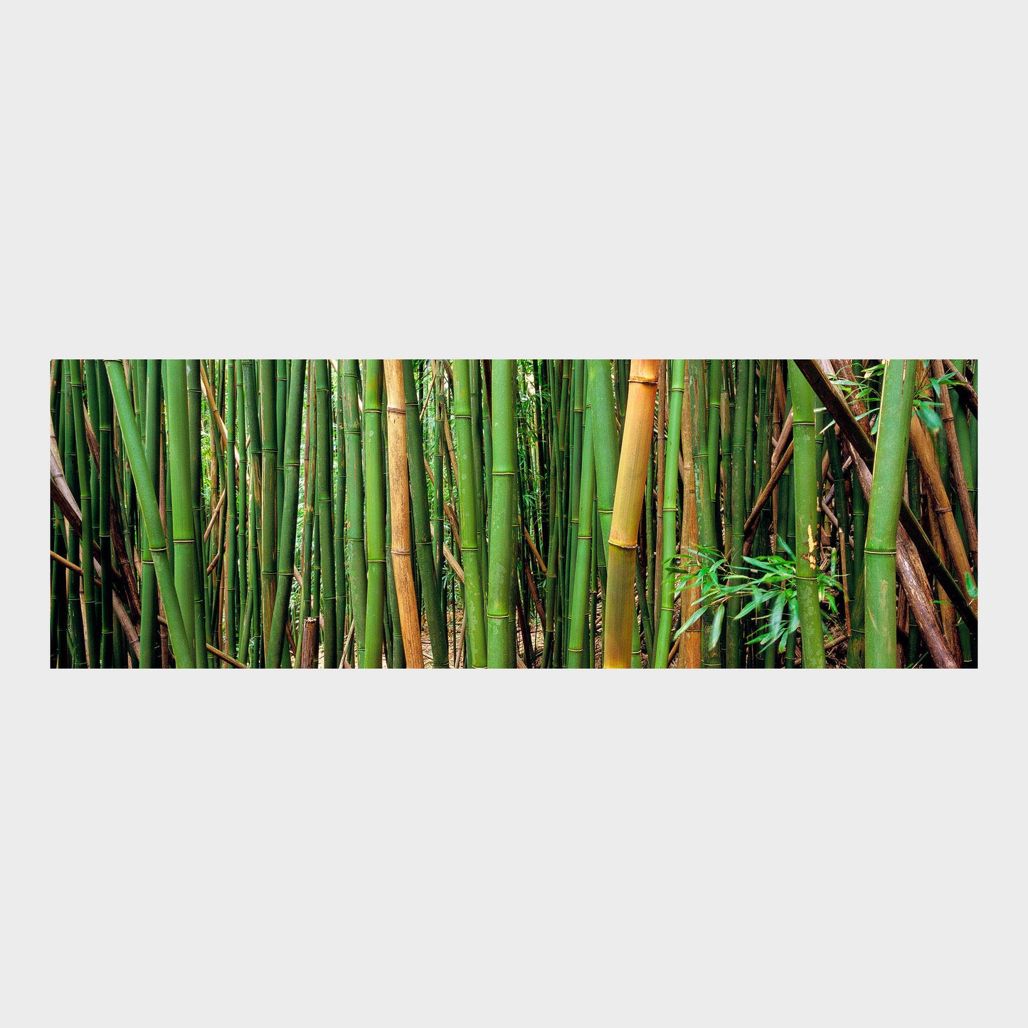 Bamboo Forest, Oahu, Hawaii, USA, Beautiful Wall Art, Fine Art Print