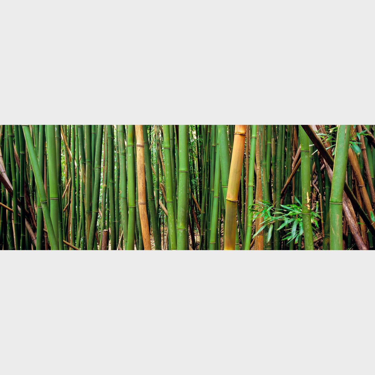 Bamboo Forest, Oahu, Hawaii, USA, Zen, Beautiful fine art landscape photography wall art limited edition prints for sale.