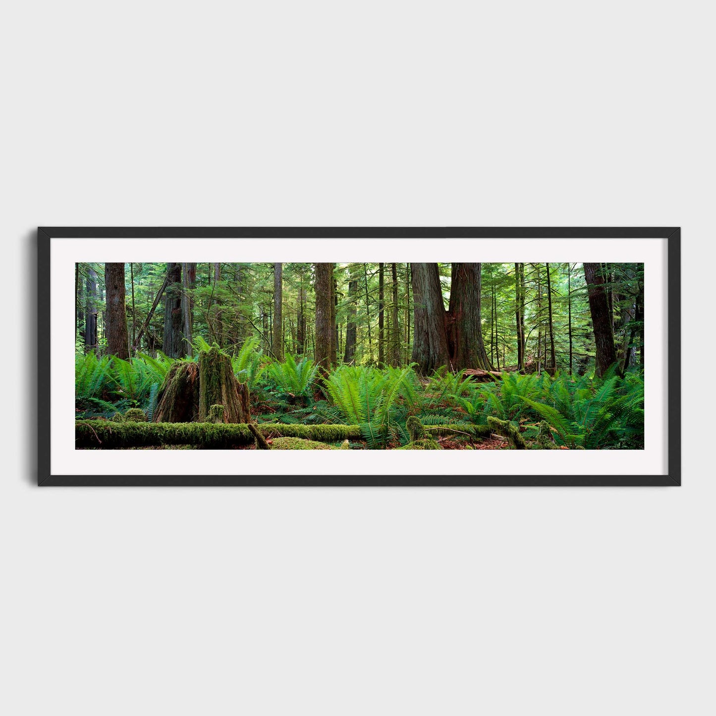 Cathedral Grove, Vancouver Island, British Columbia, Canada, Fine Art Landscape Photography