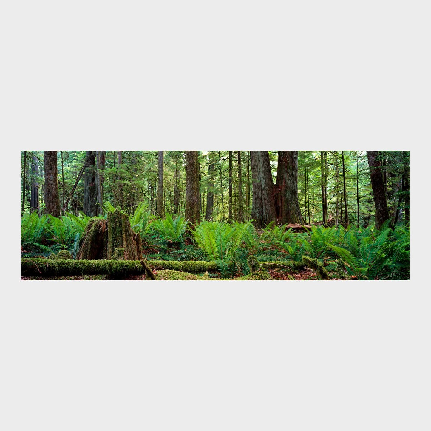 Cathedral Grove, Vancouver Island, British Columbia, Canada, Beautiful Wall Art, Fine Art Print