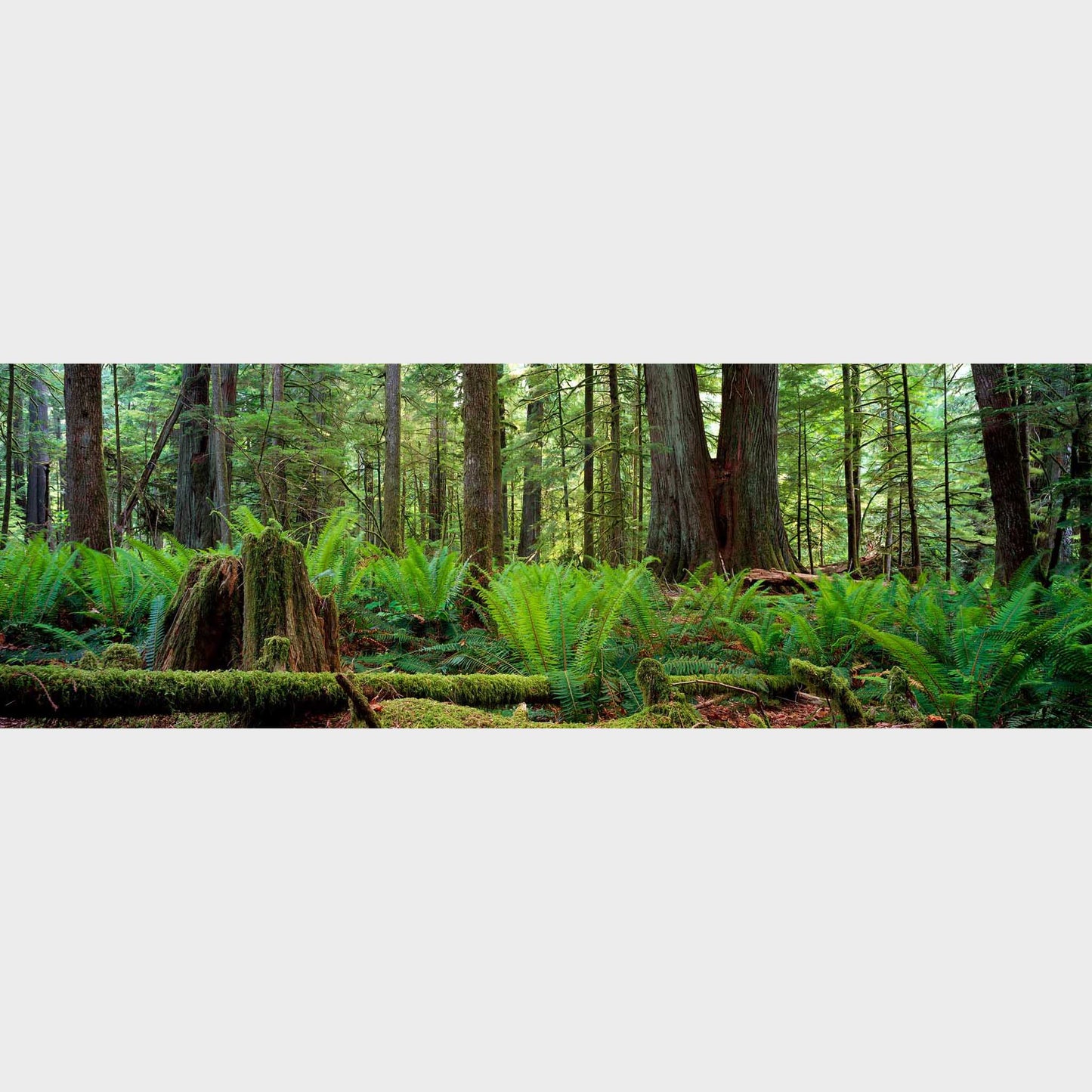 Cathedral Grove, Vancouver Island, British Columbia, Canada, Forest, Trees, Beautiful fine art landscape photography wall art limited edition prints for sale.