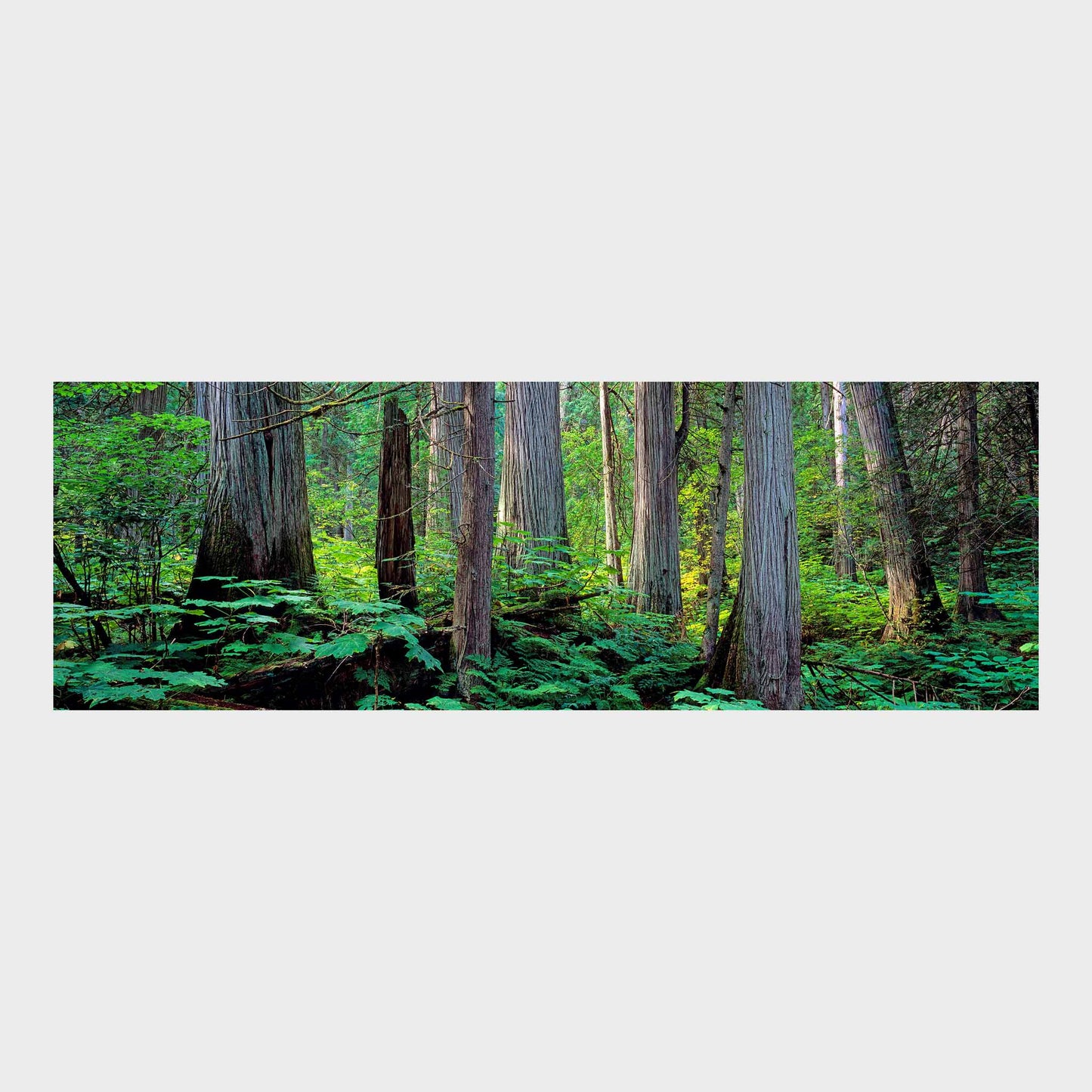 Giant Cedars, Mount Revelstoke National Park, British Columbia, Canada, Beautiful Wall Art, Fine Art Print