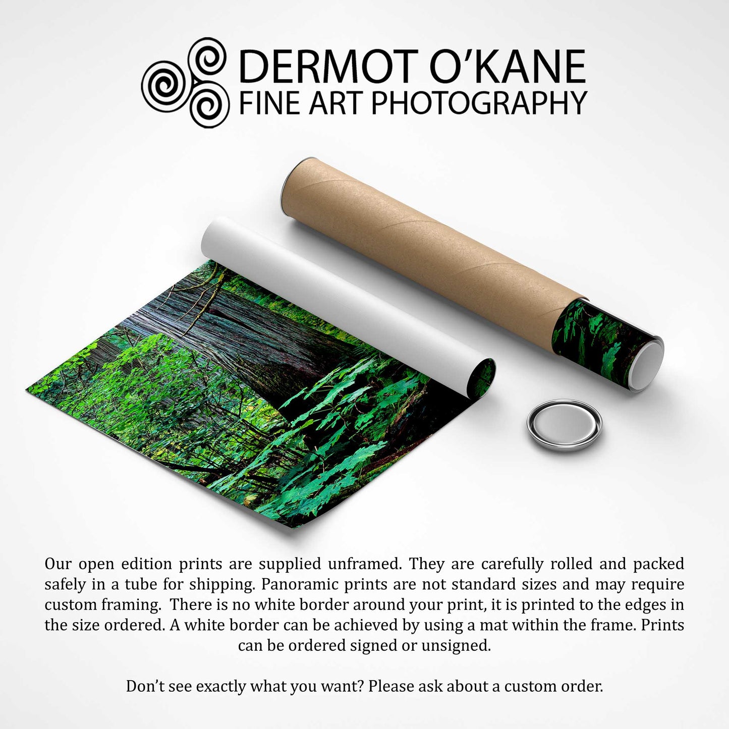 Giant Cedars, Mount Revelstoke National Park, British Columbia, Canada, Fine Art Photographic Print