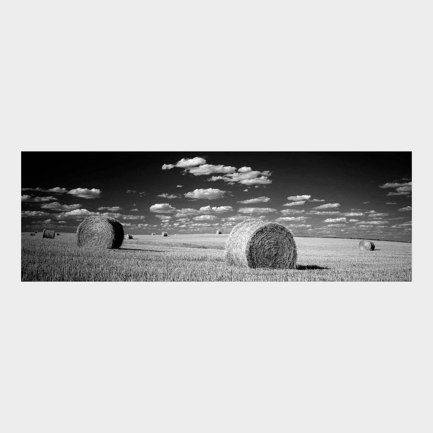 Harvest, Saskatchewan, Canada, Beautiful Wall Art, Fine Art Print