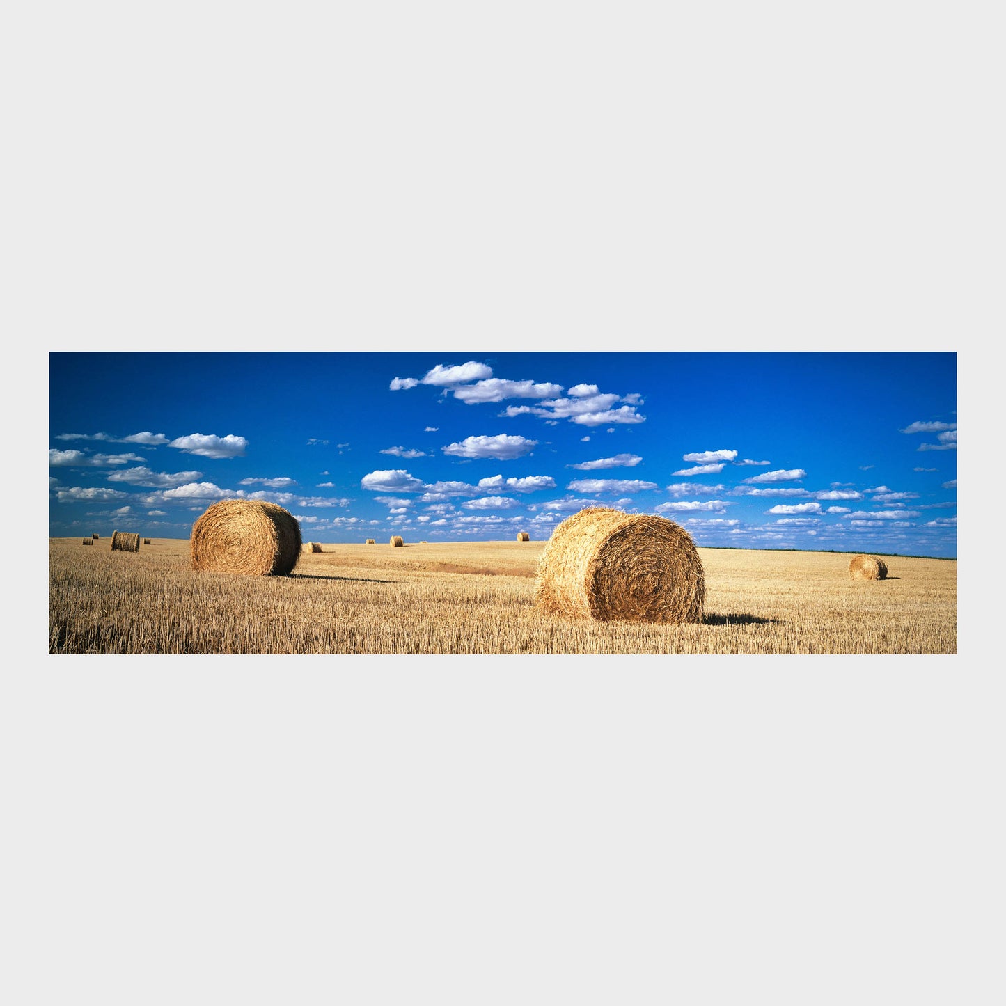 Harvest, Maple Creek, Prairies, Saskatchewan, Canada, Beautiful Wall Art, Fine Art Print