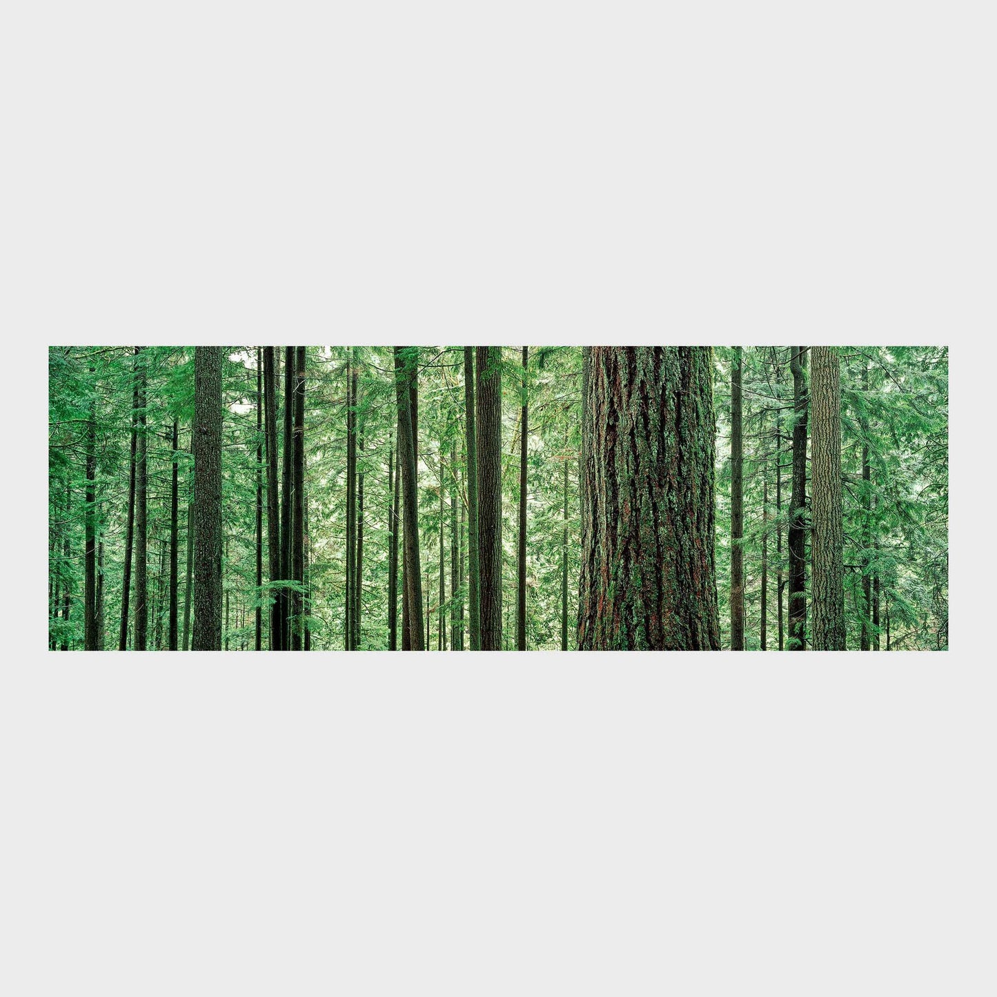 Lynn Canon Park, Lynn Valley, North Vancouver, British Columbia, Canada, Old Growth Forest, Ancient Forest, Beautiful Wall Art, Fine Art Print