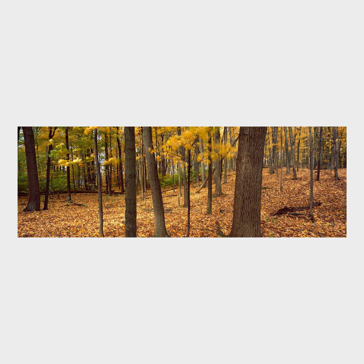 October, St Catharines, Ontario, Canada, Forest, Autumn, Beautiful Wall Art, Fine Art Print