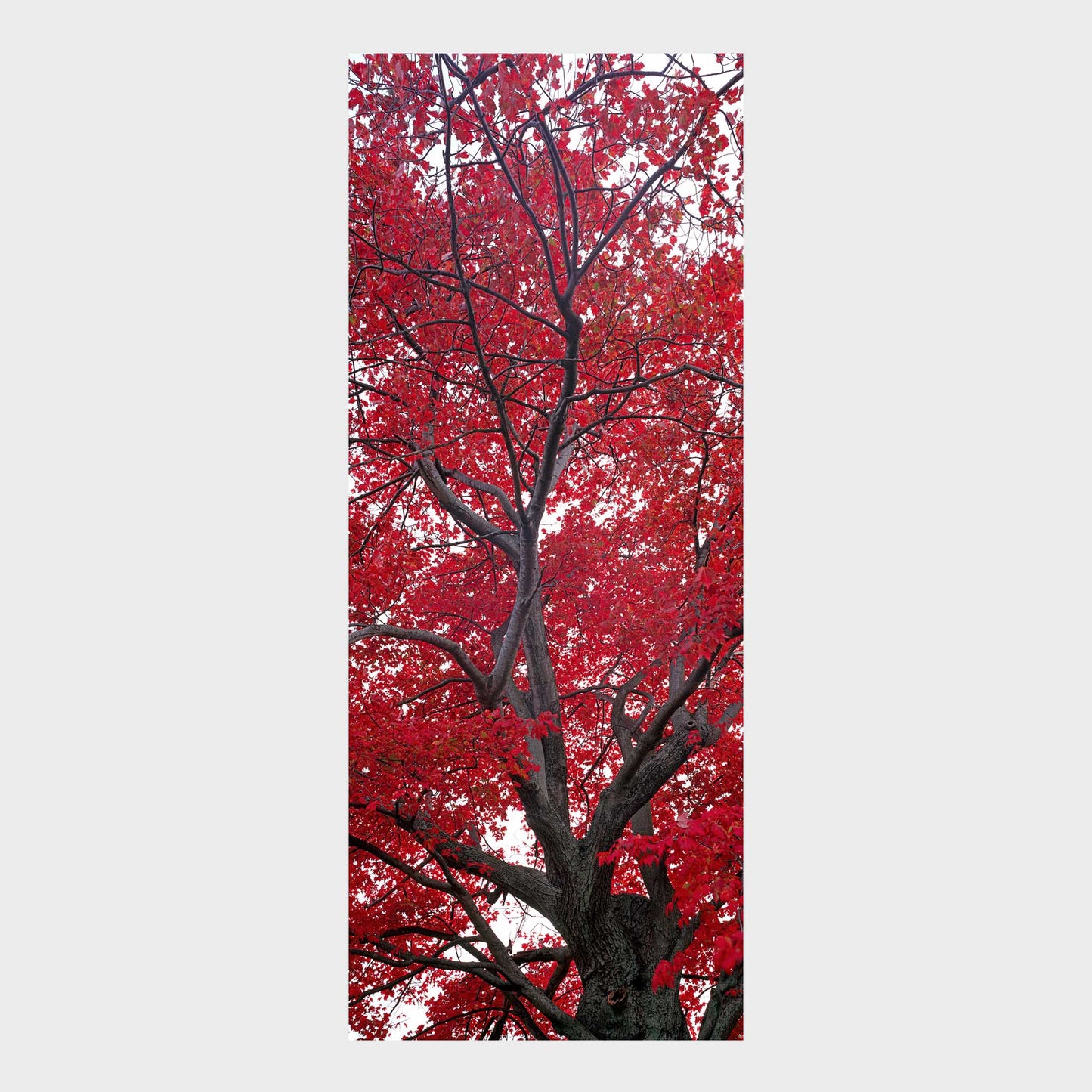 Red Maple, Niagara-on-the-Lake, Ontario, Canada, Beautiful Wall Art, Fine Art Print