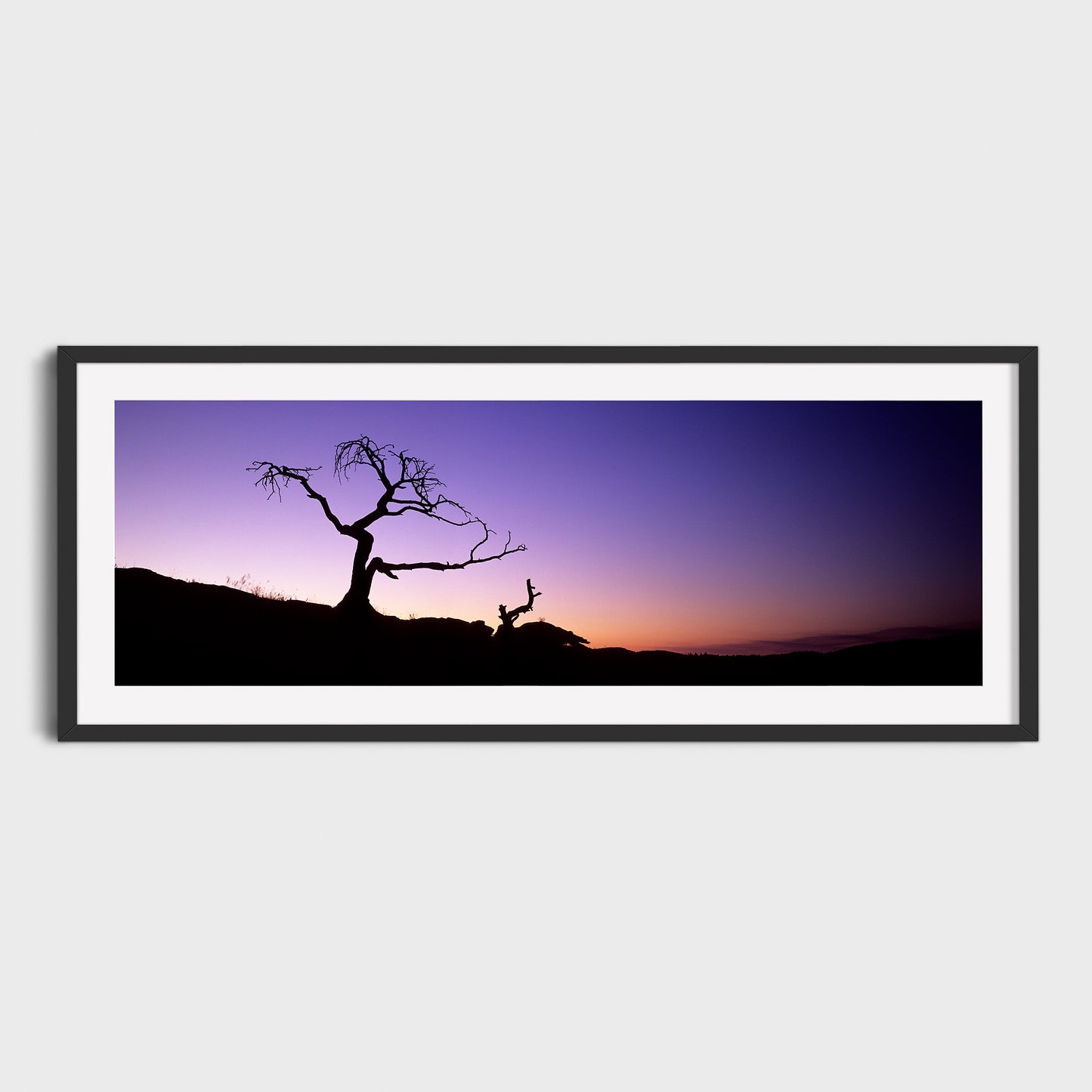 The Burmis Tree, Crowsnest Pass, Alberta, Canada, Fine Art Landscape Photography