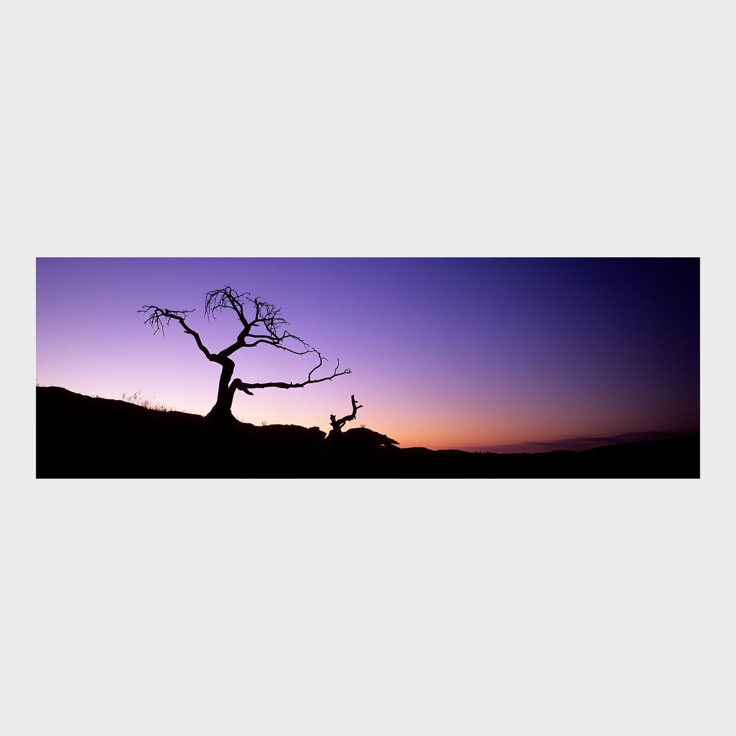 The Burmis Tree, Crowsnest Pass, Alberta, Canada, Beautiful Wall Art, Fine Art Print