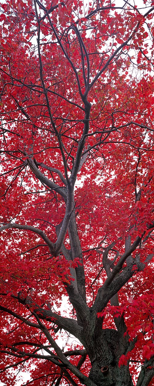 Trees