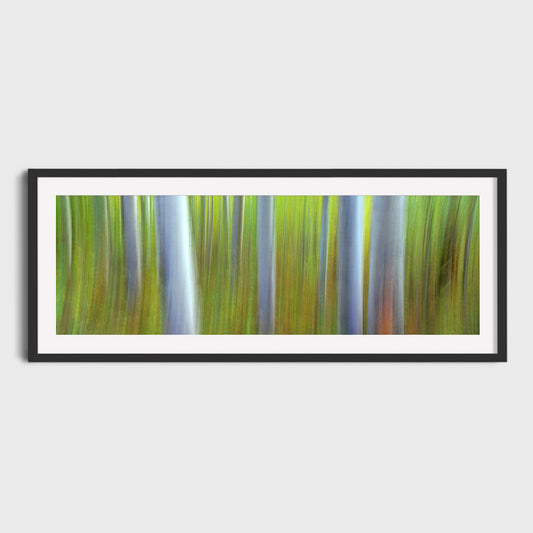 Aspen Impressions, Kananaskis Country, Alberta, Canada, Fine Art Landscape Photography