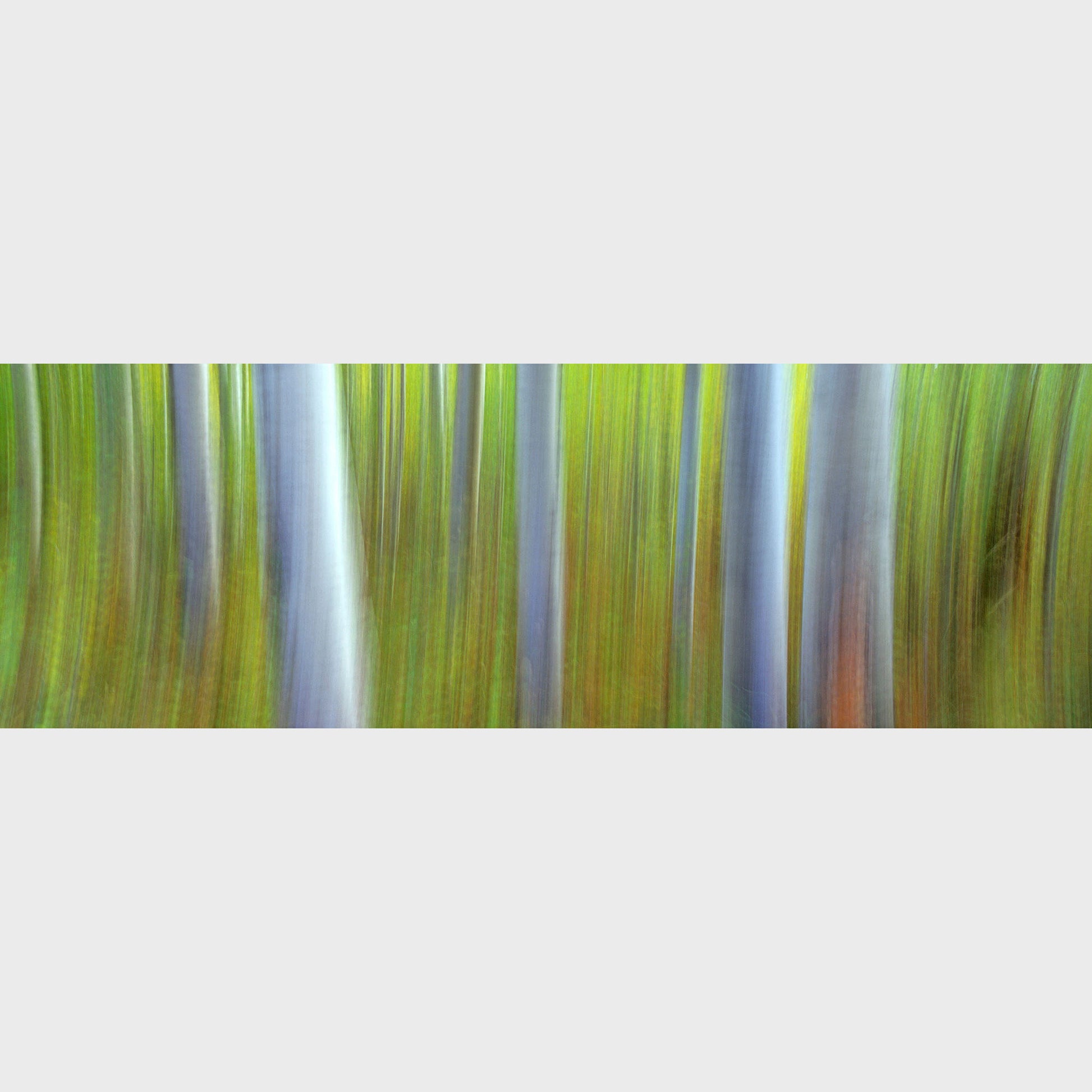 Aspen Impressions, Kananaskis Country, Alberta, Canada, Beautiful fine art landscape photography wall art limited edition prints for sale.