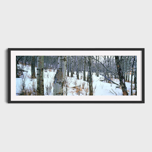 Aspens In Snow, Saskatchewan, Canada, Forest,  Fine Art Landscape Photography