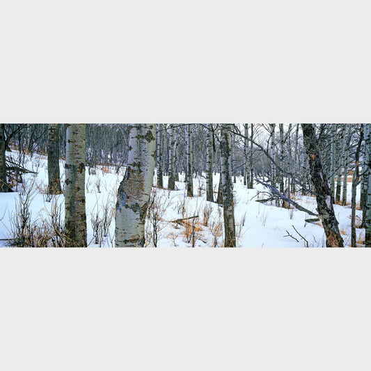 Aspens In Snow, Saskatchewan, Canada, Beautiful fine art landscape photography wall art limited edition prints for sale.