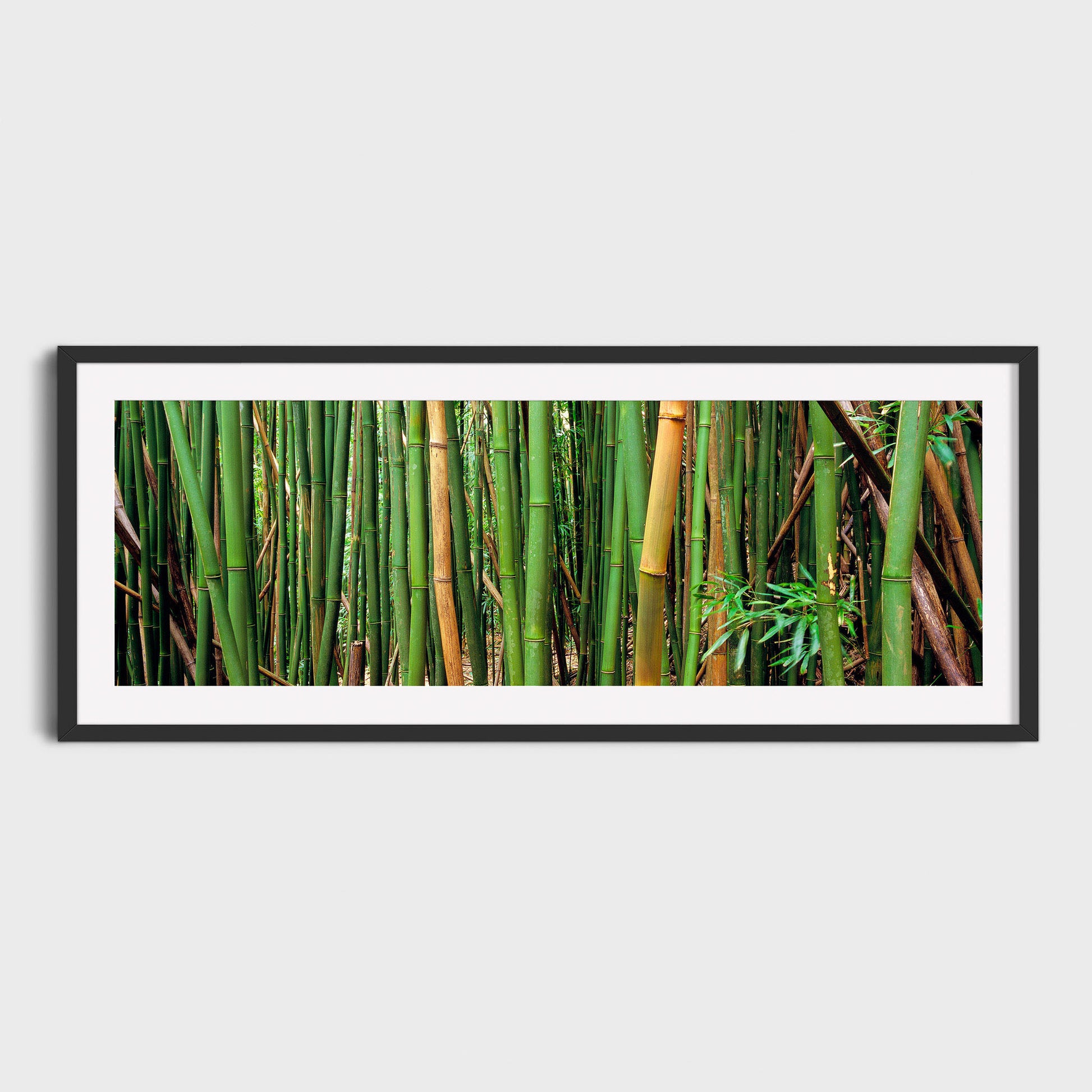 Bamboo Forest, Oahu, Hawaii, USA, Fine Art Landscape Photography