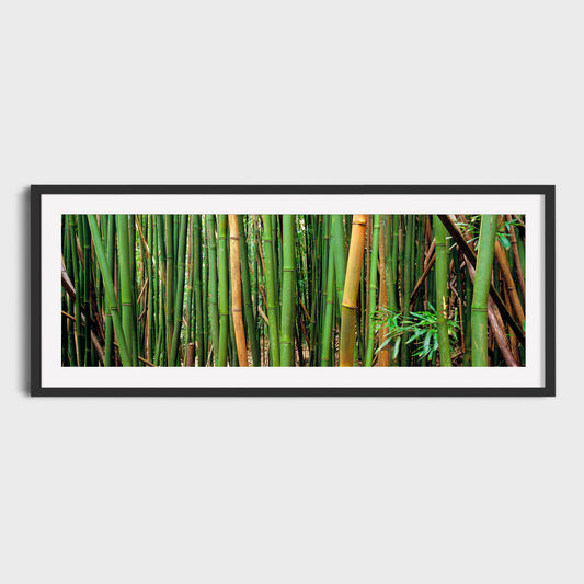 Bamboo Forest, Oahu, Hawaii, USA, Fine Art Landscape Photography