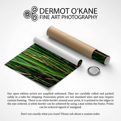 Bamboo Forest, Oahu, Hawaii, USA, Fine Art Photographic Print