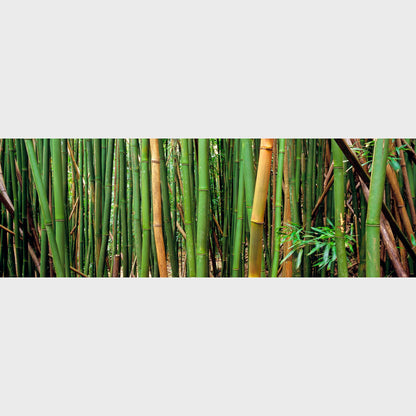Bamboo Forest, Oahu, Hawaii, USA, Zen, Beautiful fine art landscape photography wall art limited edition prints for sale.