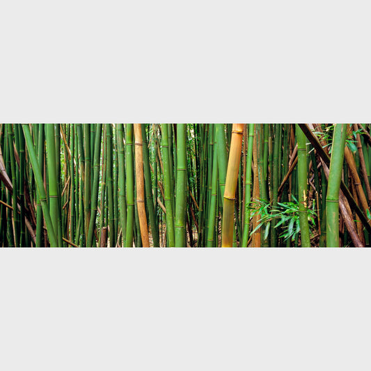 Bamboo Forest, Oahu, Hawaii, USA, Zen, Beautiful fine art landscape photography wall art limited edition prints for sale.