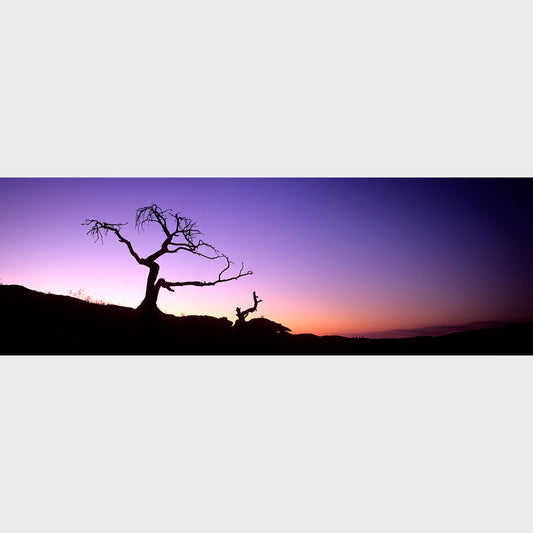 The Burmis Tree, Crowsnest Pass, Alberta, Canada, Beautiful fine art landscape photography wall art limited edition prints for sale.