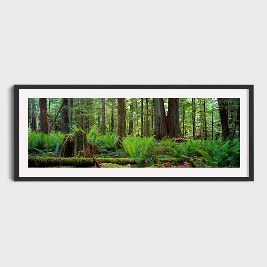 Cathedral Grove, Vancouver Island, British Columbia, Canada, Fine Art Landscape Photography