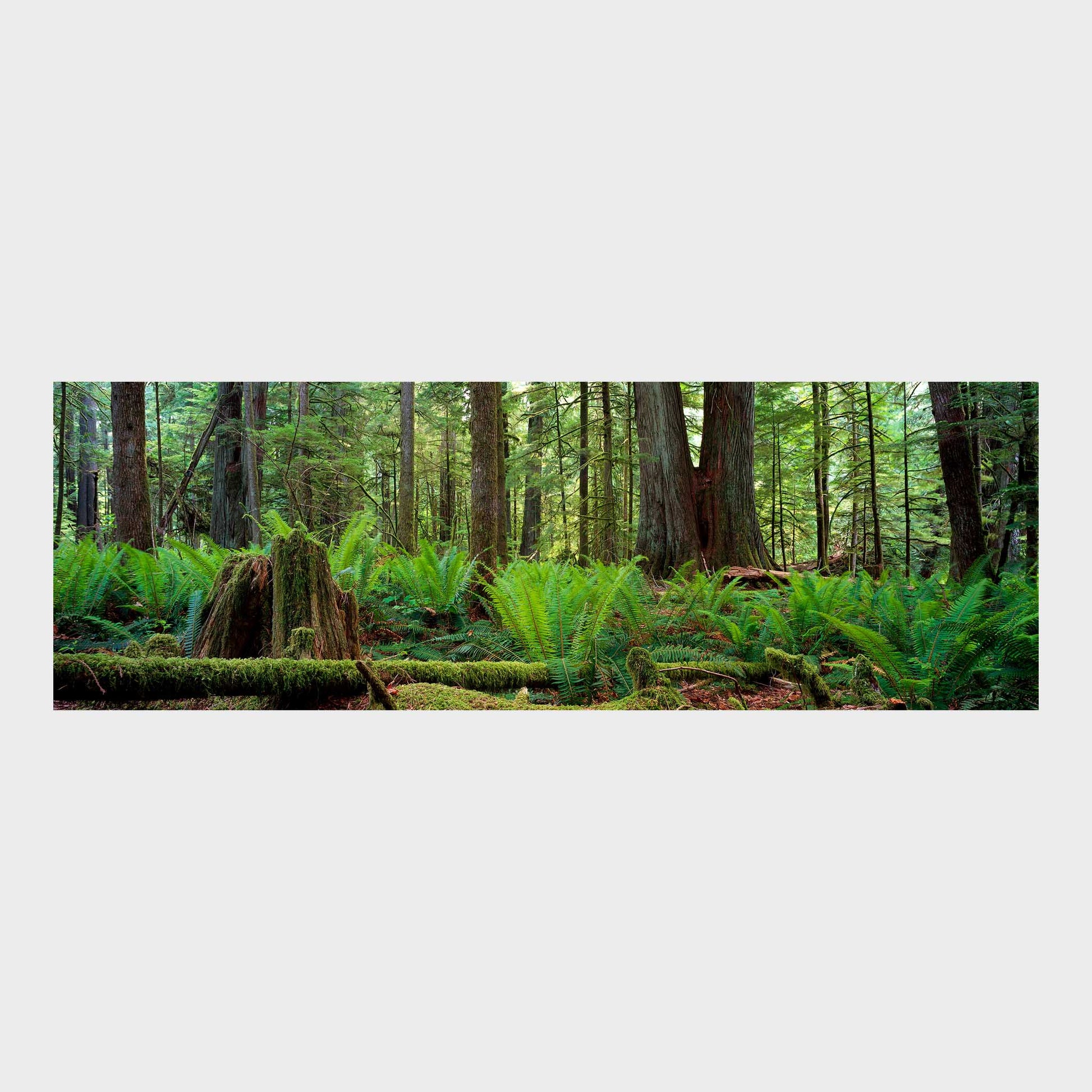 Cathedral Grove, Vancouver Island, British Columbia, Canada, Beautiful Wall Art, Fine Art Print