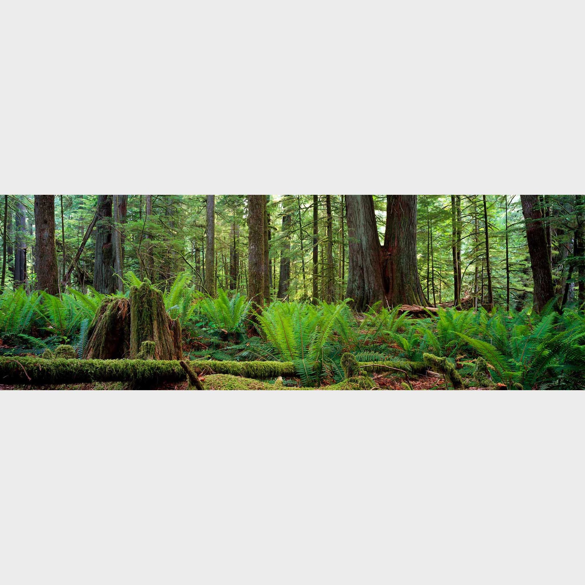 Cathedral Grove, Vancouver Island, British Columbia, Canada, Forest, Trees,  Beautiful fine art landscape photography wall art limited edition prints for sale.