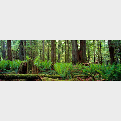 Cathedral Grove, Vancouver Island, British Columbia, Canada, Forest, Trees,  Beautiful fine art landscape photography wall art limited edition prints for sale.