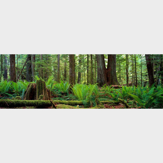 Cathedral Grove, Vancouver Island, British Columbia, Canada, Forest, Trees,  Beautiful fine art landscape photography wall art limited edition prints for sale.