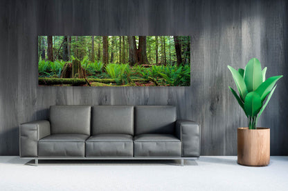 Cathedral Grove, Vancouver Island, British Columbia, Canada, Forest, Trees, Decorate your home or office with beautiful fine art landscape photography wall art limited edition prints. 