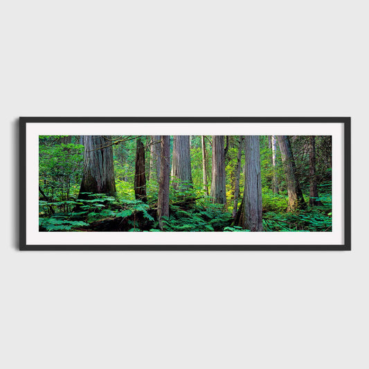 Giant Cedars, Mount Revelstoke National Park, British Columbia, Canada, Fine Art Landscape Photography