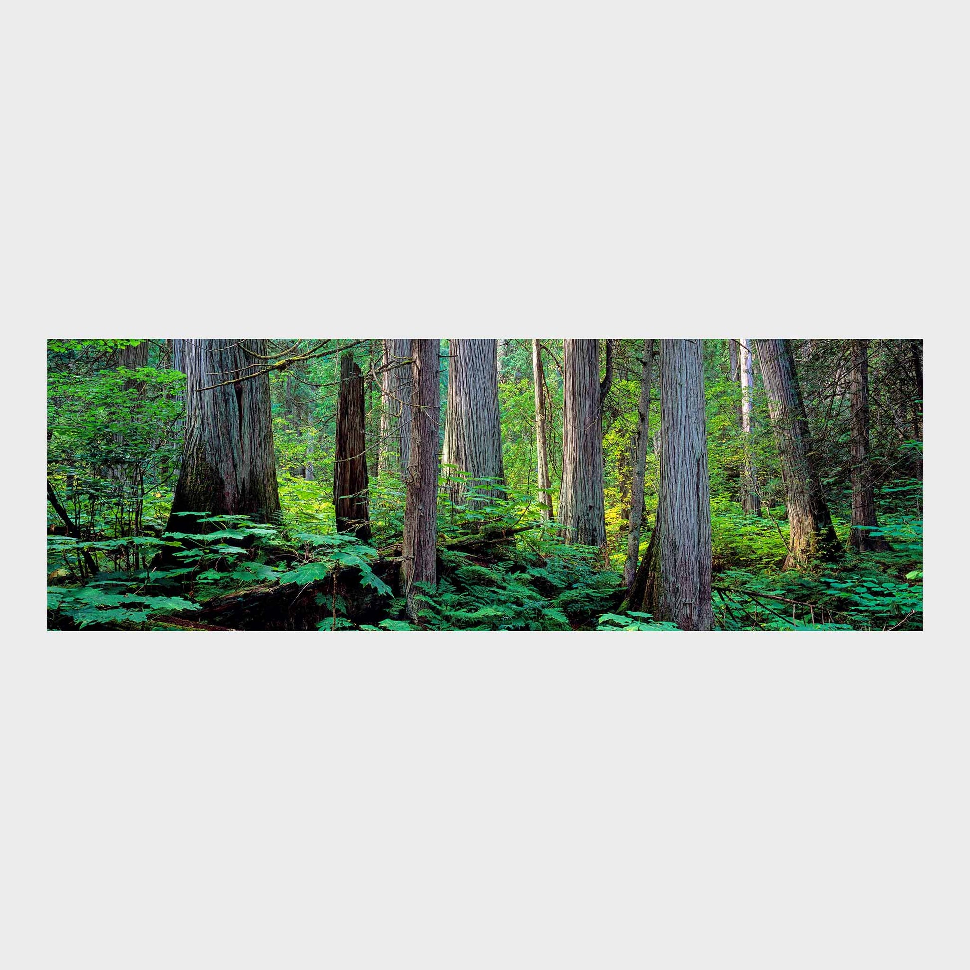 Giant Cedars, Mount Revelstoke National Park, British Columbia, Canada, Beautiful Wall Art, Fine Art Print