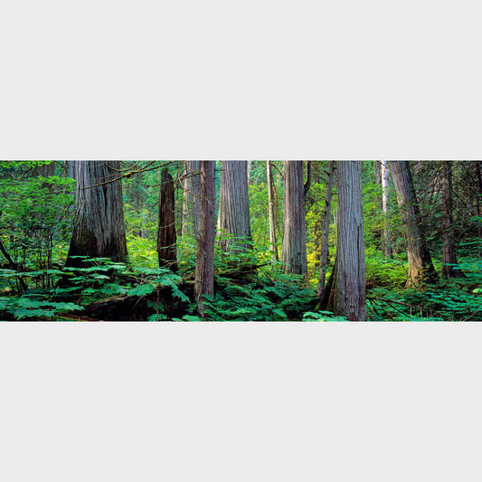 Giant Cedars, Mount Revelstoke National Park, British Columbia, Canada, Forest, Trees, Beautiful fine art landscape photography wall art limited edition prints for sale.