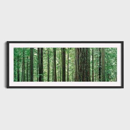 Lynn Canon Park, Lynn Valley, North Vancouver, British Columbia, Canada, Old Growth Forest, Ancient Forest, Fine Art Landscape Photography