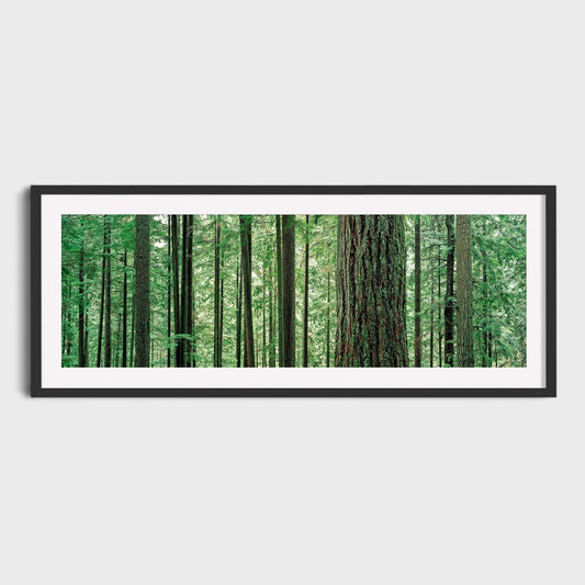 Lynn Canon Park, Lynn Valley, North Vancouver, British Columbia, Canada, Old Growth Forest, Ancient Forest, Fine Art Landscape Photography