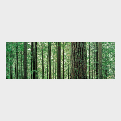 Lynn Canon Park, Lynn Valley, North Vancouver, British Columbia, Canada, Old Growth Forest, Ancient Forest, Beautiful Wall Art, Fine Art Print