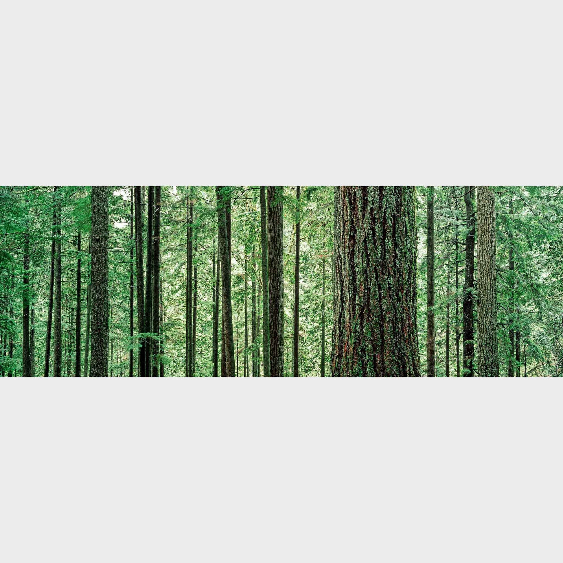 Lynn Canyon Park, North Vancouver, British Columbia, Canada, Forest, Trees,  Beautiful fine art landscape photography wall art limited edition prints for sale.