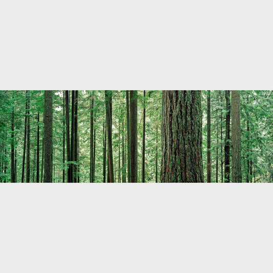 Lynn Canyon Park, North Vancouver, British Columbia, Canada, Forest, Trees,  Beautiful fine art landscape photography wall art limited edition prints for sale.