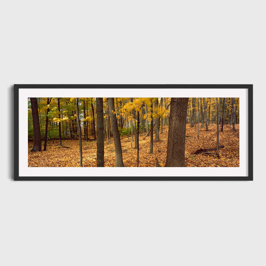 October, St Catharines, Ontario, Canada, Forest, Autumn, Fine Art Landscape Photography