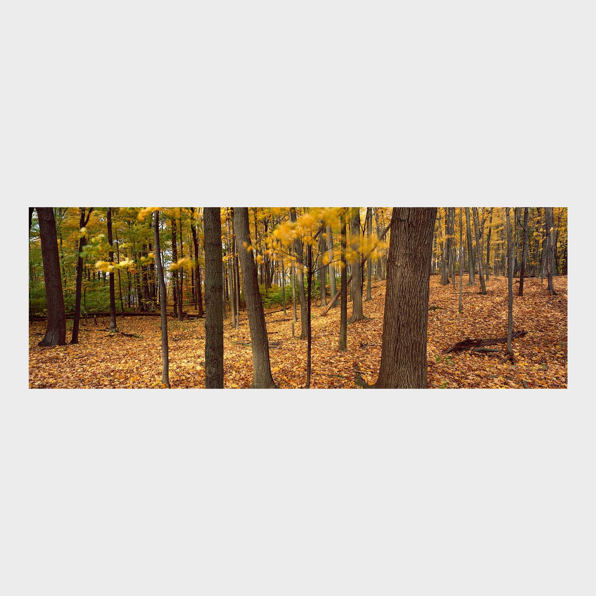 October, St Catharines, Ontario, Canada, Forest, Autumn, Beautiful Wall Art, Fine Art Print