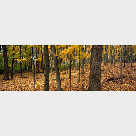 October, St Catharines, Ontario, Canada, Forest, Fall, Autumn, Beautiful fine art landscape photography wall art limited edition prints for sale.