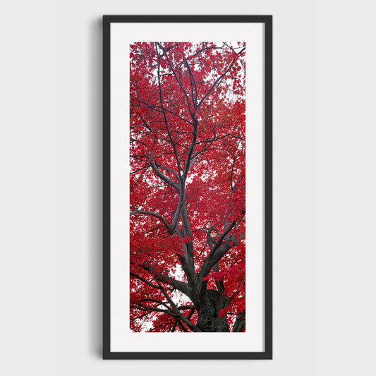 Red Maple, Niagara-on-the-Lake, Ontario, Canada, Fine Art Landscape Photography