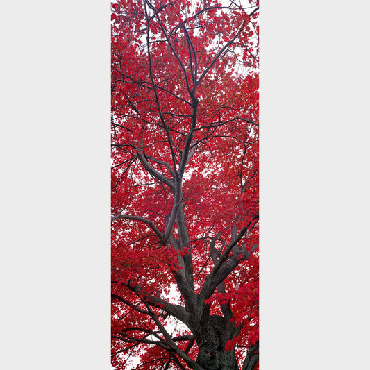 Red Maple, Niagara-on-the-Lake, Ontario, Canada, Beautiful fine art landscape photography wall art limited edition prints for sale.