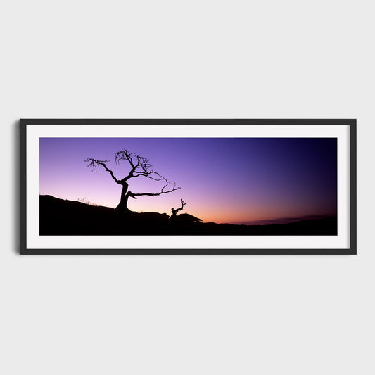 The Burmis Tree, Crowsnest Pass, Alberta, Canada, Fine Art Landscape Photography